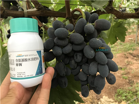 鈣肥，翠姆，拉姆拉