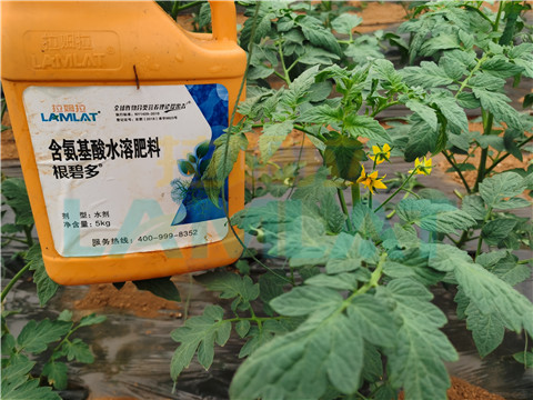 水溶肥，翠姆，拉姆拉
