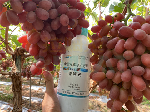鈣肥，拉姆拉，翠姆