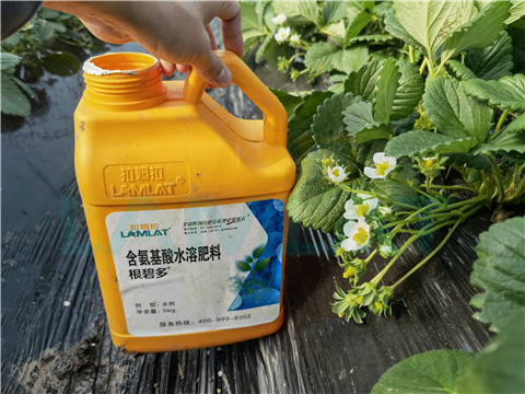 水溶肥，拉姆拉，翠姆