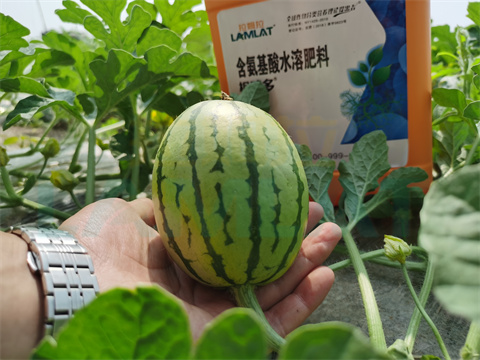 水溶肥，拉姆拉，翠姆