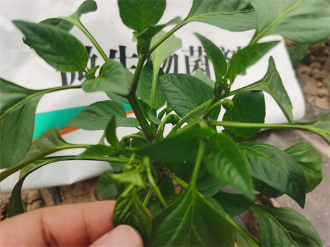 水溶肥，翠姆，拉姆拉