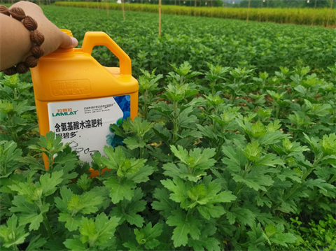 菊花種植,水溶肥廠家，翠姆