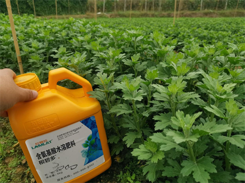 菊花種植,水溶肥廠家，翠姆