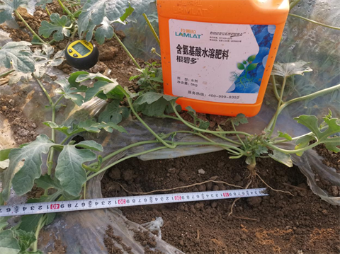水溶肥廠(chǎng)家,西瓜凍害,翠姆水溶肥