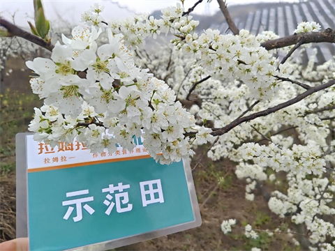 水溶肥廠(chǎng)家,倒春寒,拉姆拉安碧解